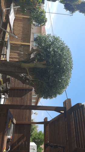 עיצוב גינה 1